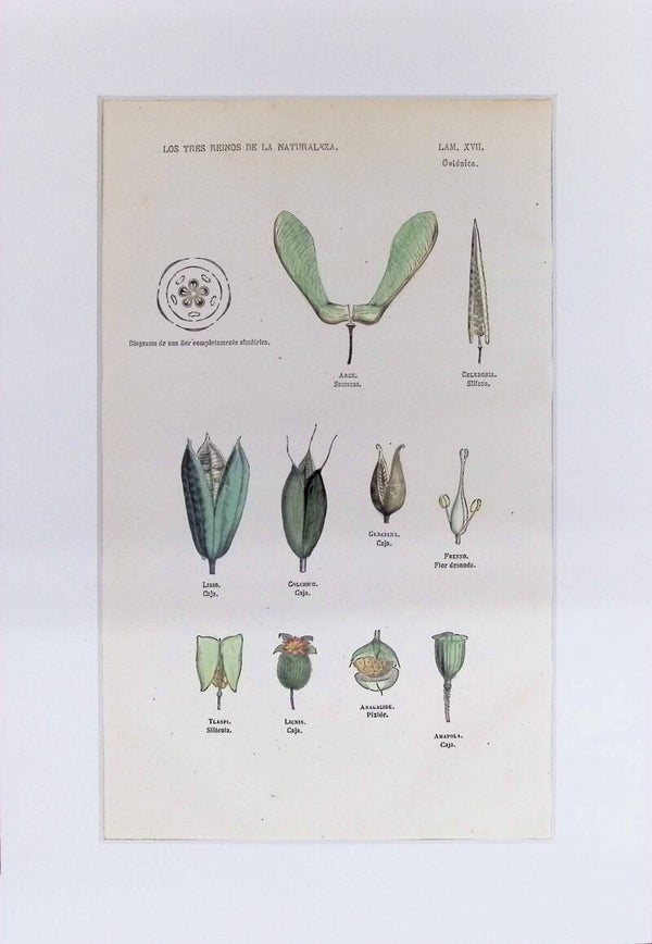 Tipos de Frutos y Cápsulas | Los Tres Reinos de la Naturaleza – Lámina XVII (1852-1858)