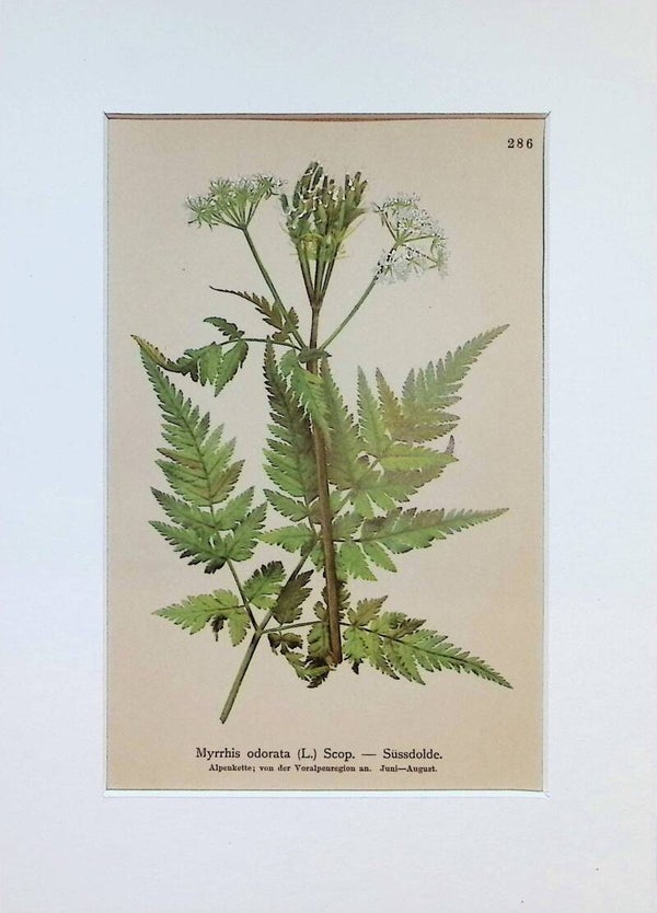 Myrrhis odorata (L.) Scop. — Süssdolde — Atlas der Alpen-Flora, 1897. Botánica.