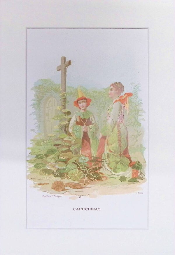 Capuchinas – Cromolitografía de J. Simon (La Vida de las Flores, 1878) | 32 x 22 cm