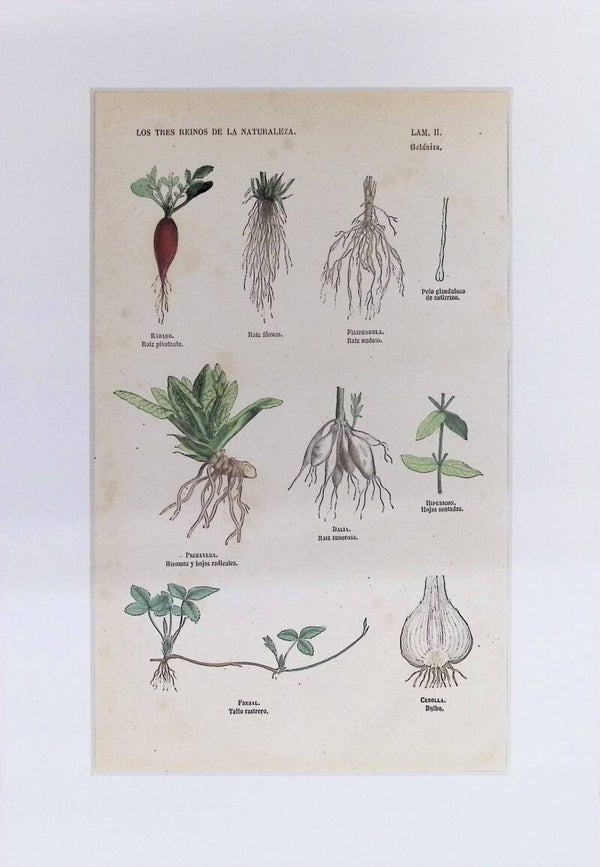 Tipos de Raíces, Rizomas y Bulbos | Los Tres Reinos de la Naturaleza – Lámina II (1852-1858)