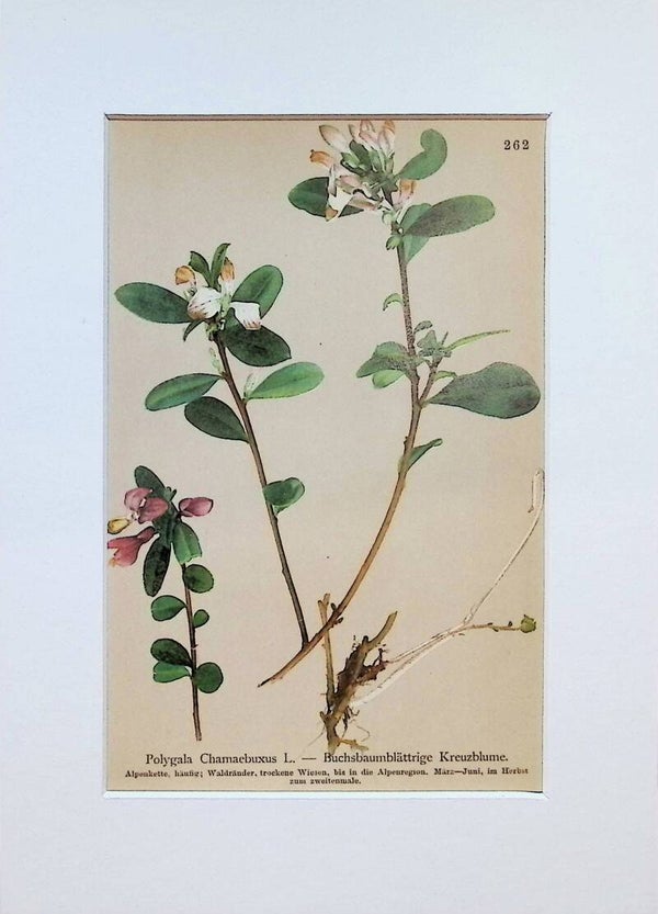 Polygala Chamaebuxus L. — Buchsbaumblättrige Kreuzblume — Atlas der Alpen-Flora, 1897. Botánica.
