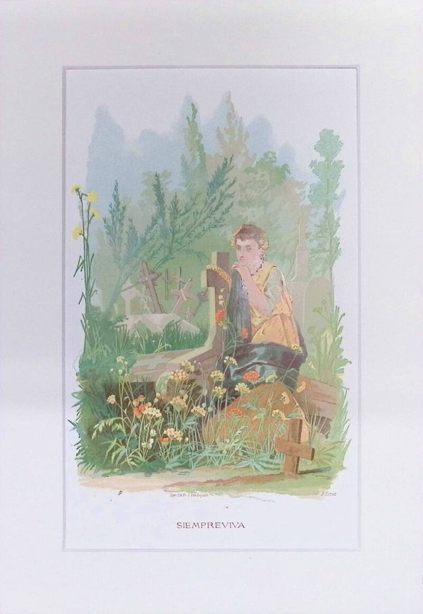 Siempreviva – Cromolitografía de J. Simon (La Vida de las Flores, 1878) | 32 x 22 cm