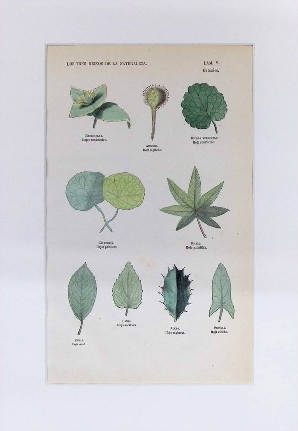 Tipos de Hojas y Formas Foliares | Los Tres Reinos de la Naturaleza – Lámina V (1852-1858)