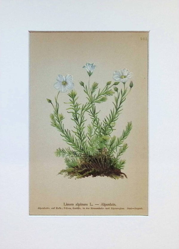 Linum alpinum L. — Alpenlein — Atlas der Alpen-Flora, 1897. Botánica.