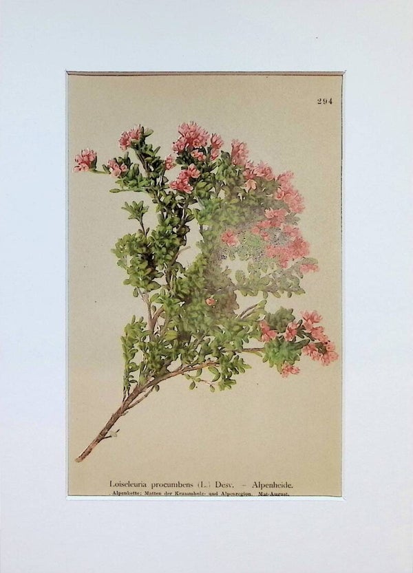 Loiseleuria procumbens (L.) Desv. — Alpenheide — Atlas der Alpen-Flora, 1897. Botánica.