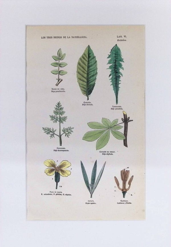 Tipos de Hojas y Estructuras Florales | Los Tres Reinos de la Naturaleza – Lámina VI (1852-1858) 32x22 cm.