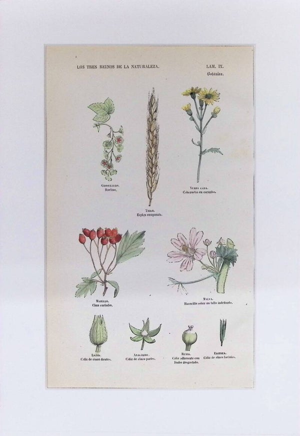 Tipos de Inflorescencias y Estructuras Florales | Los Tres Reinos de la Naturaleza – Lámina IX (1852-1858) 32x22 cm.
