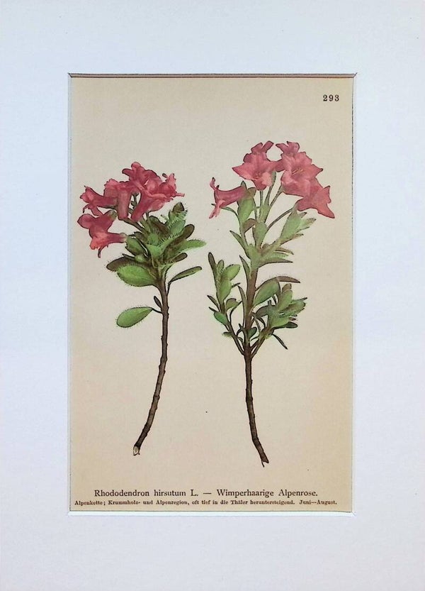Rhododendron hirsutum L. — Wimperhaarige Alpenrose — Atlas der Alpen-Flora, 1897. Botánica.