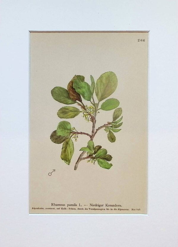 Rhamnus pumila L. — Niedriger Kreuzdorn — Atlas der Alpen-Flora, 1897. Botánica.