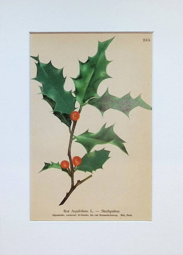Ilex Aquifolium L. — Stechpalme — Atlas der Alpen-Flora, 1897. Botánica.