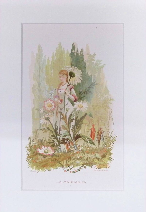 La Margarita – Cromolitografía de J. Simon (La Vida de las Flores, 1878) | 32 x 22 cm