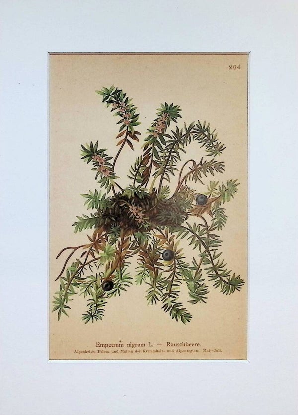 Empetrum nigrum L. — Rauschbeere — Atlas der Alpen-Flora, 1897. Botánica.