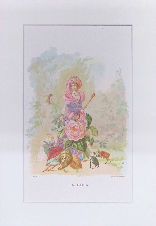 La Rosa – Cromolitografía de J. Simon (La Vida de las Flores, 1878) | 32 x 22 cm