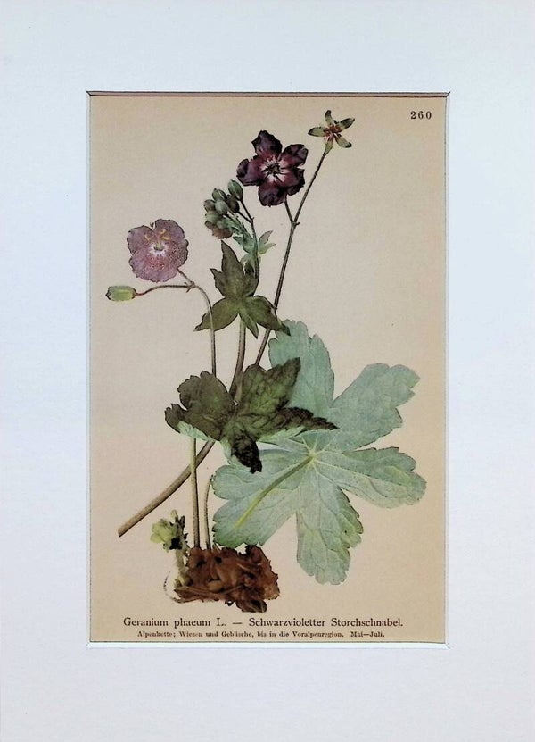 Geranium phaeum L. — Schwarzvioletter Storchschnabel — Atlas der Alpen-Flora, 1897. Botánica.