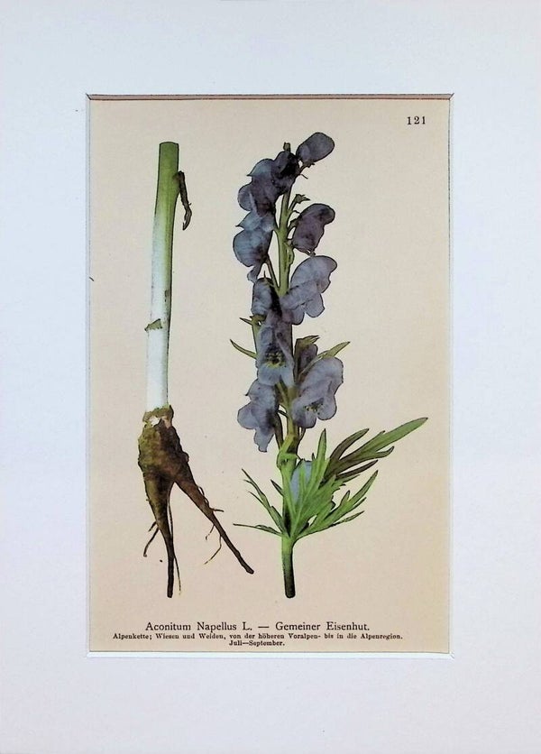Aconitum Napellus L. — Gemeiner Eisenhut — Atlas der Alpen-Flora, 1897. Botánica.