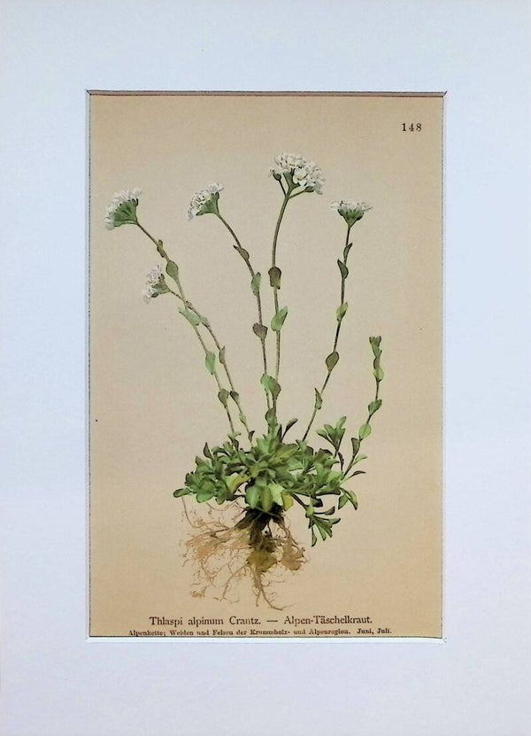 Thlaspi alpinum Crantz. — Alpen-Täschelkraut — Atlas der Alpen-Flora, 1897. Botánica.