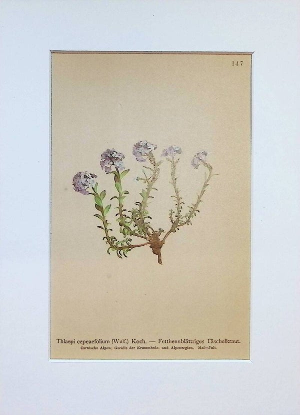 Thlaspi cepeaefolium (Wulf.) Koch. — Fetthennblättriges Täschelkraut — Atlas der Alpen-Flora, 1897. Botánica.