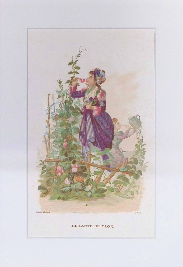 Guisante de Olor – Cromolitografía de J. Simon (La Vida de las Flores, 1878) | 32 x 22 cm