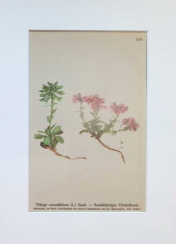 Thlaspi rotundifolium (L.) Gaud. — Rundblättriges Täschelkraut — Atlas der Alpen-Flora, 1897. Botánica.