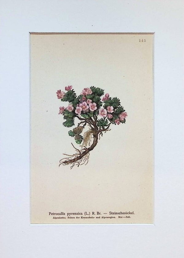 Petrocallis pyrenaica (L.) R. Br. — Steinschmückel — Atlas der Alpen-Flora, 1897. Botánica.