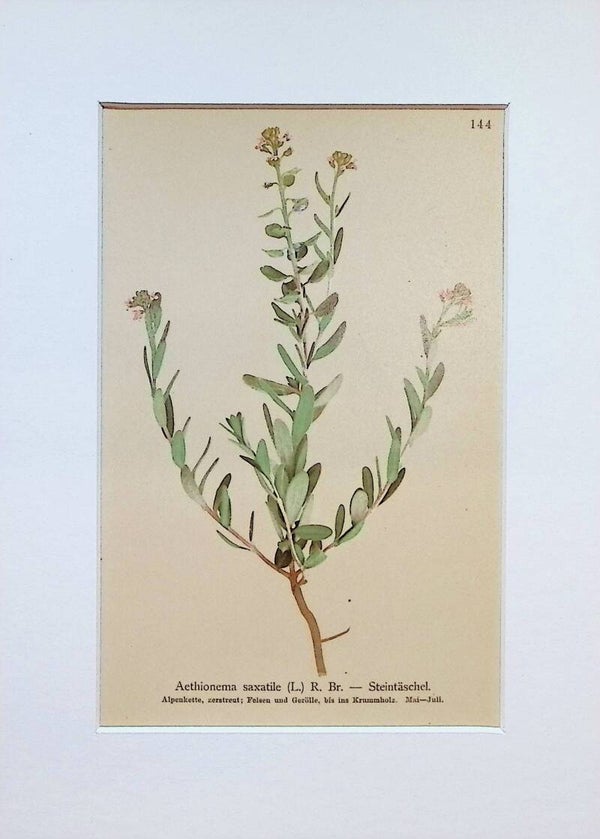 Aethionema saxatile (L.) R. Br. – Steintäschel – Atlas der Alpen-Flora, 1897. Botánica.