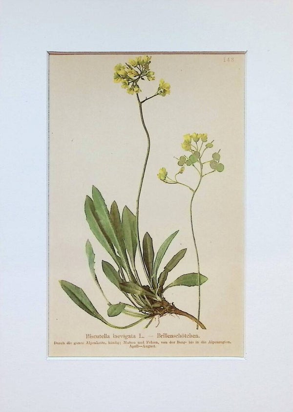 Biscutella laevigata L. – Brillenschötchen – Atlas der Alpen-Flora, 1897. Botánica.