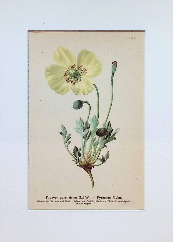 Papaver pyrenaicum (L.) W. – Pyrenäen Mohn – Atlas der Alpen-Flora, 1897. Botánica.
