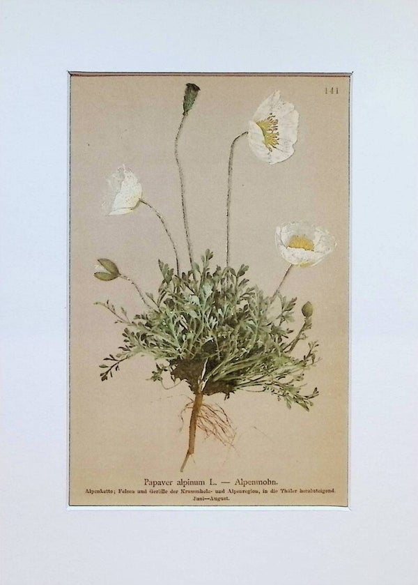 Papaver alpinum L. – Alpenmohn – Atlas der Alpen-Flora, 1897. Botánica.
