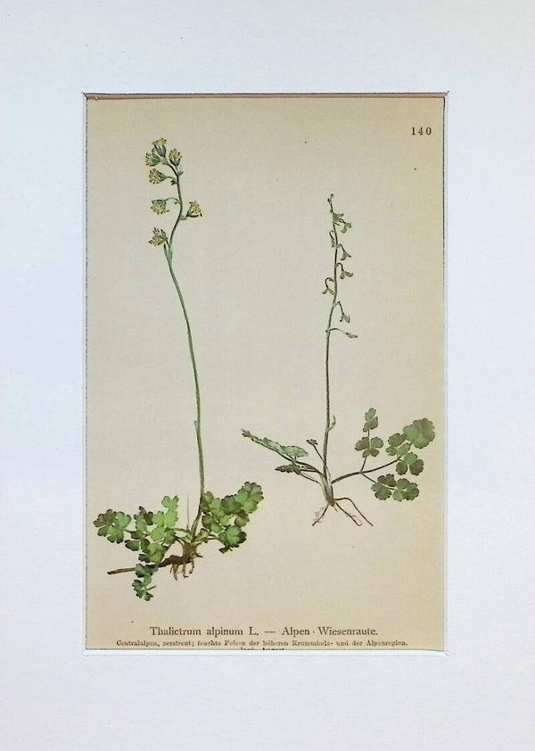 Thalictrum alpinum L. – Alpen-Wiesenraute – Atlas der Alpen-Flora, 1897. Botánica.
