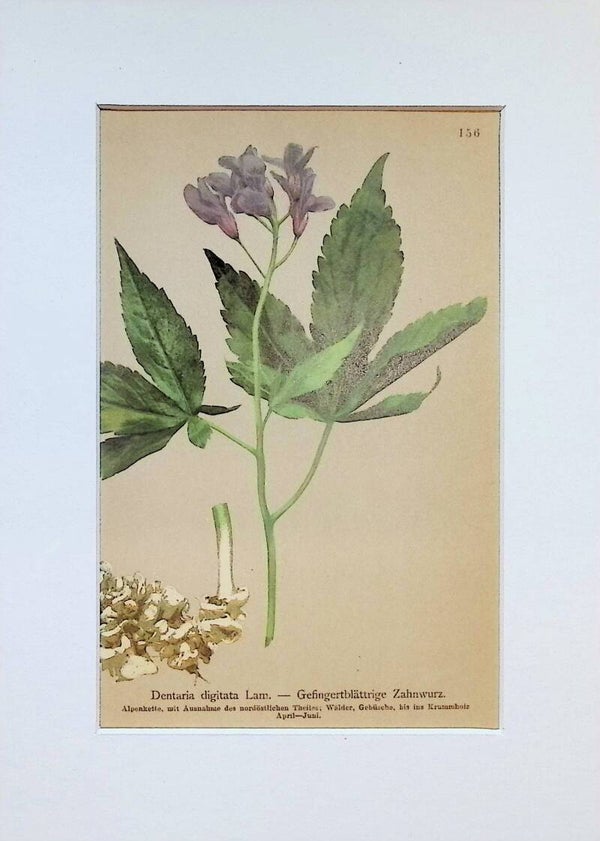 Dentaria digitata Lam. - Gefingertblättrige Zahnwurz - Atlas der Alpen-Flora, 1897. Botánica.