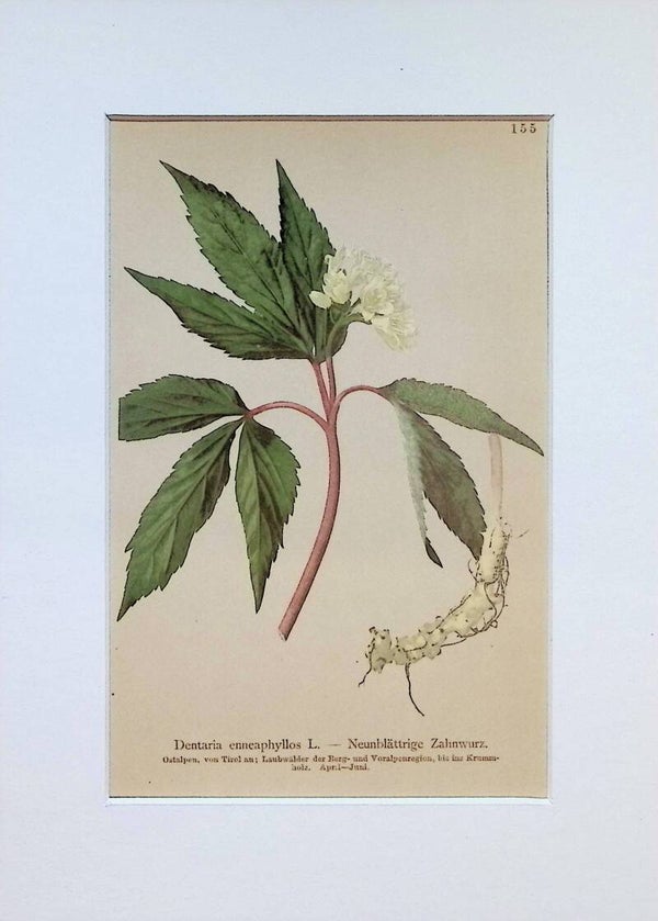Dentaria enneaphyllos L. - Neunblättrige Zahnwurz - Atlas der Alpen-Flora, 1897. Botánica.