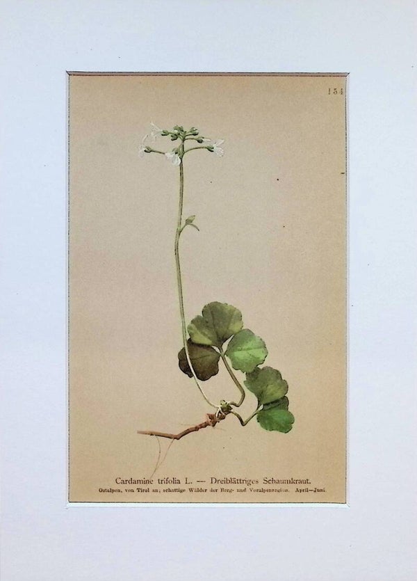 Cardamine trifolia L. - Dreiblättriges Schaumkraut - Atlas der Alpen-Flora, 1897. Botánica.