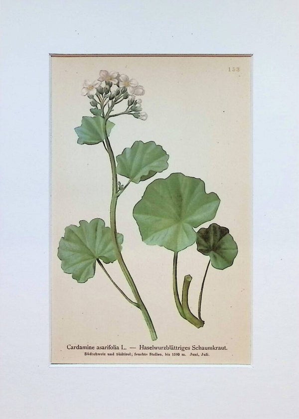 Cardamine asarifolia L. - Haselwurzblättriges Schaumkraut - Atlas der Alpen-Flora, 1897. Botánica.