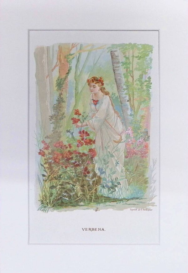 Verbena – Cromolitografía de J. Simon (La Vida de las Flores, 1878) | 32 x 22 cm