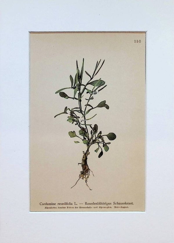Cardamine resedifolia L. - Resedenblättriges Schaumkraut - Atlas der Alpen-Flora, 1897. Botánica.