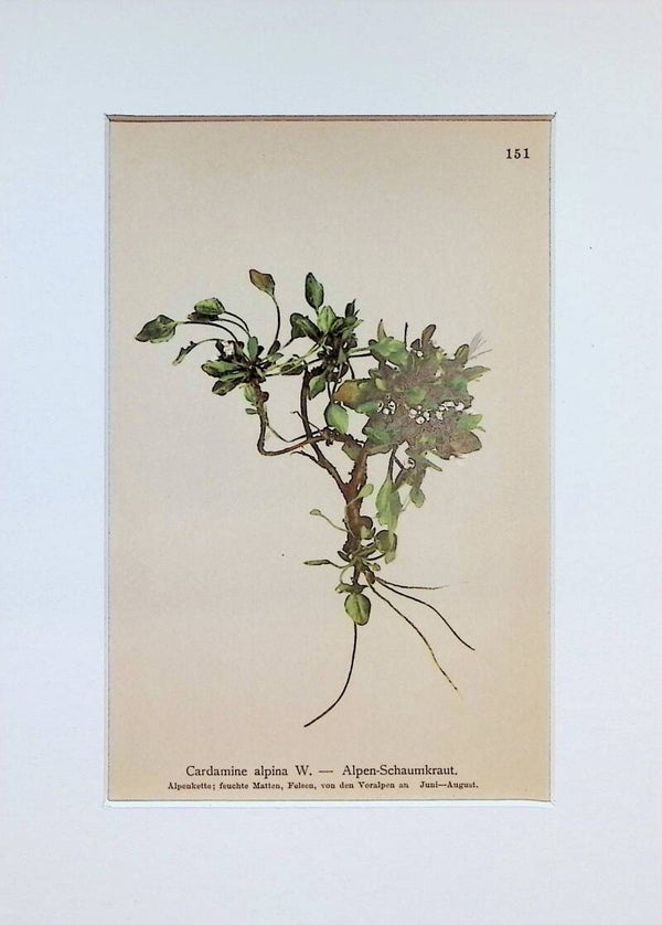 Cardamine alpina W. - Alpen-Schaumkraut - Atlas der Alpen-Flora, 1897. Botánica.
