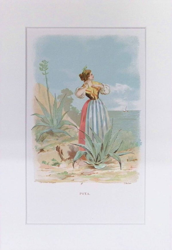 Pita – Cromolitografía de J. Ventura (La Vida de las Flores, 1878) | 32 x 22 cm