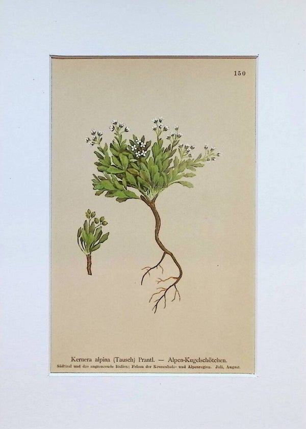 Kernera alpina (Tausch) Prantl. - Alpen-Kugelschötchen - Atlas der Alpen-Flora, 1897. Botánica.