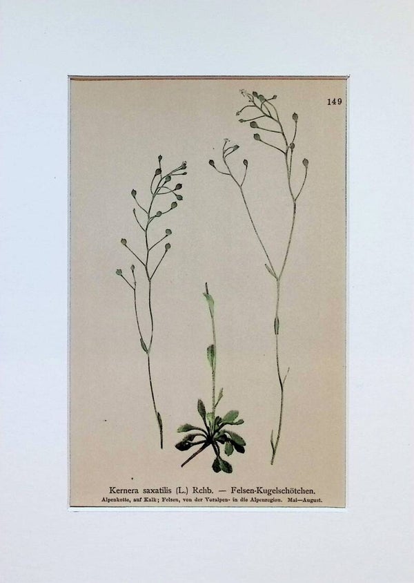 Kernera saxatilis (L.) Rchb. - Felsen-Kugelschötchen - Atlas der Alpen-Flora, 1897. Botánica.