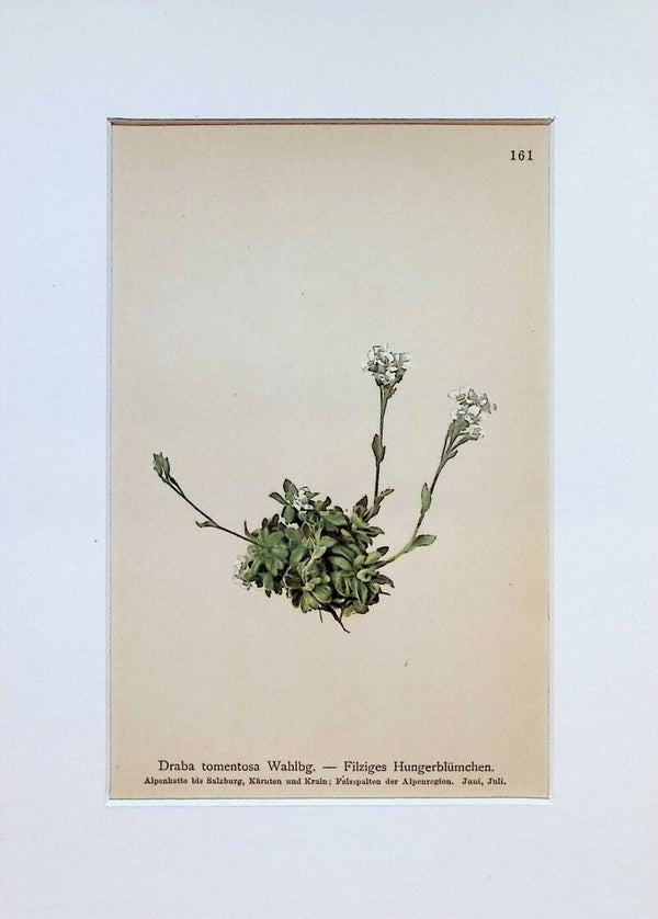 Draba tomentosa Wahlbg. - Filziges Hungerblümchen - Atlas der Alpen-Flora, 1897. Botánica.