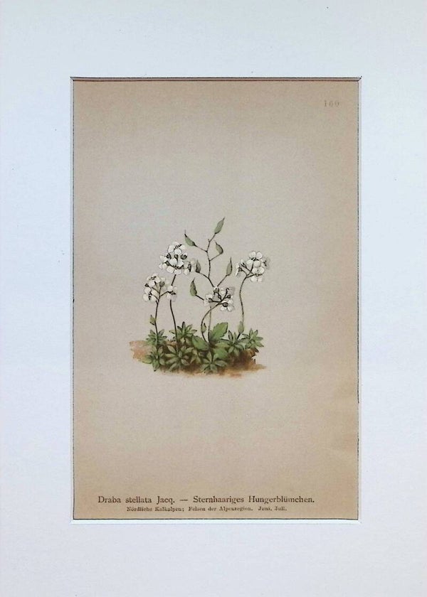 Draba stellata Jacq. - Sternhaariges Hungerblümchen - Atlas der Alpen-Flora, 1897. Botánica.