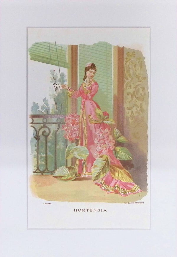 Hortensia – Cromolitografía de J. Ventura (La Vida de las Flores, 1878) | 32 x 22 cm