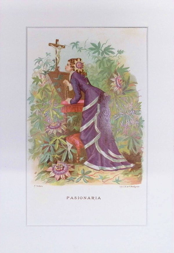 Pasionaria – Cromolitografía de J. Ventura (La Vida de las Flores, 1878) | 32 x 22 cm