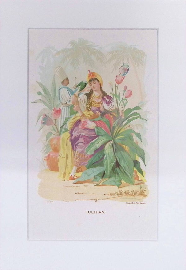Tulipán – Cromolitografía de J. Simon (La Vida de las Flores, 1878) | 32 x 22 cm