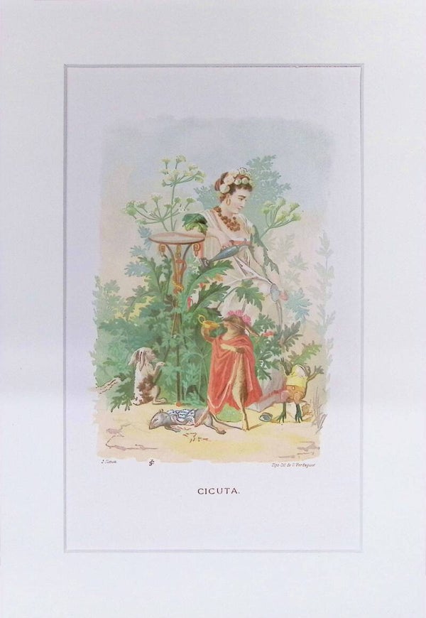 Cicuta – Cromolitografía de J. Simon (La Vida de las Flores, 1878) | 32 x 22 cm