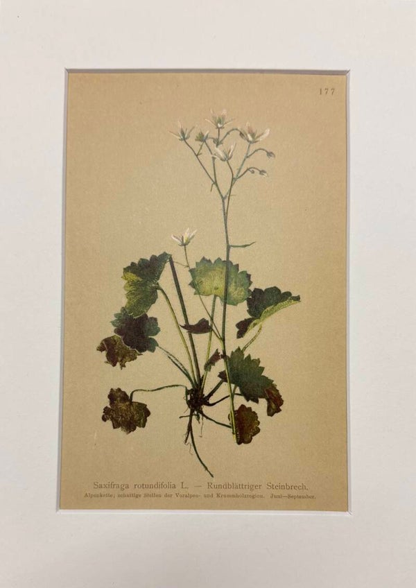 SAXIFRAGA ROTUNDIFOLIA. BOTÁNICA.
