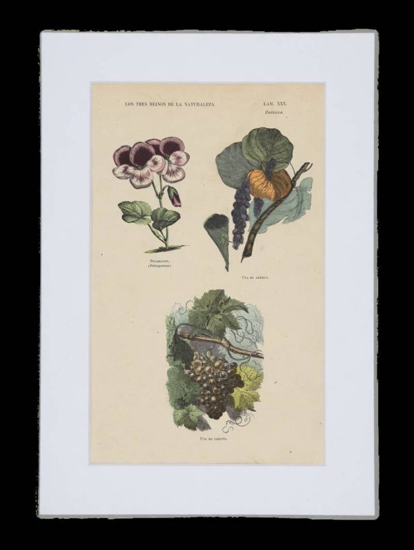 BOTÁNICA. PELARGONIO. UVA DE AMÉRICA. UVA DE CORINTO.