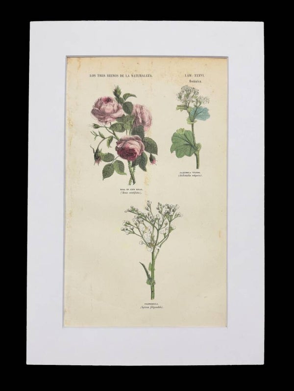 BOTÁNICA. ROSA DE CIEIN HOJAS. ALQUIMILA VULGAR. FILIPENDULA.