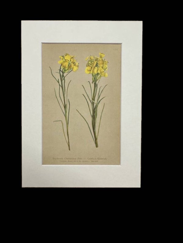 Erysimum Cheiranthus. Botánica.