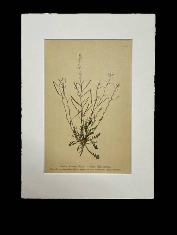 ARABIS ARENOSA. BOTÁNICA.